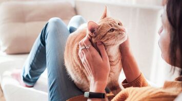 Why Petting Your Cat Leads to Static Electricity