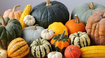 How to Prolong Pumpkin Life Either for Delicious Fall Meals or Bright Decor