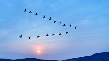 Superstitions About Birds and Their Influence in Folklore