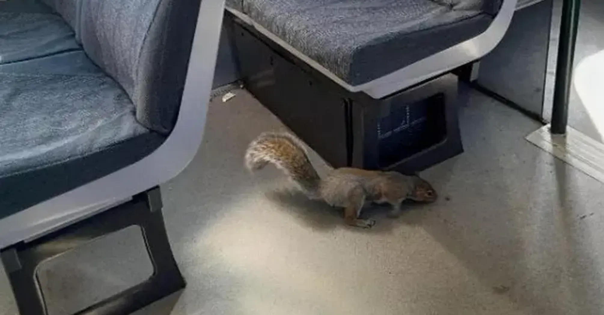 Gatwick Train Cancelled Due to Squirrels