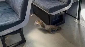 Gatwick Train Cancelled Due to Squirrels