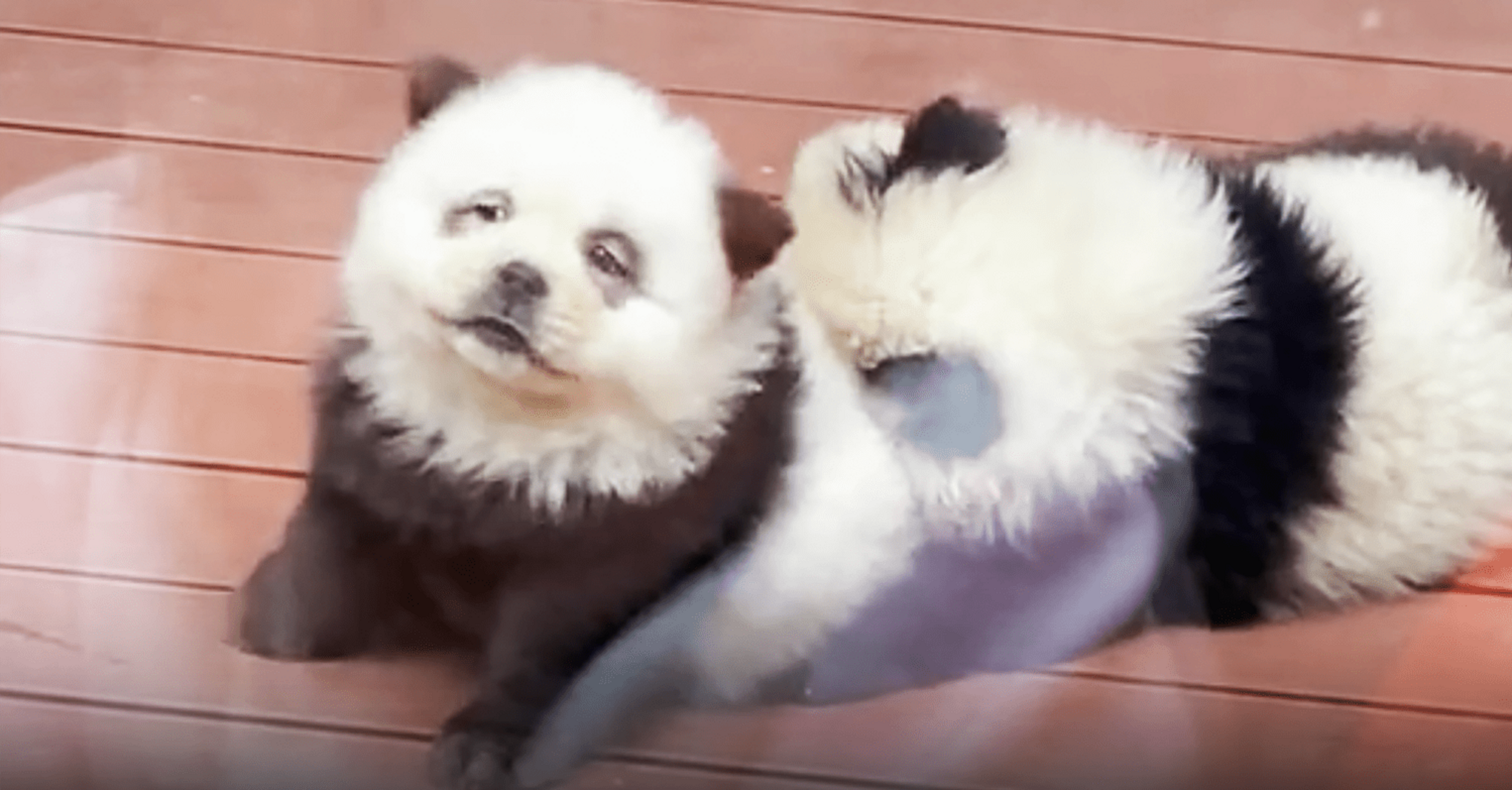 Chinese Zoo Exhibit Features Dogs Disguised as Pandas