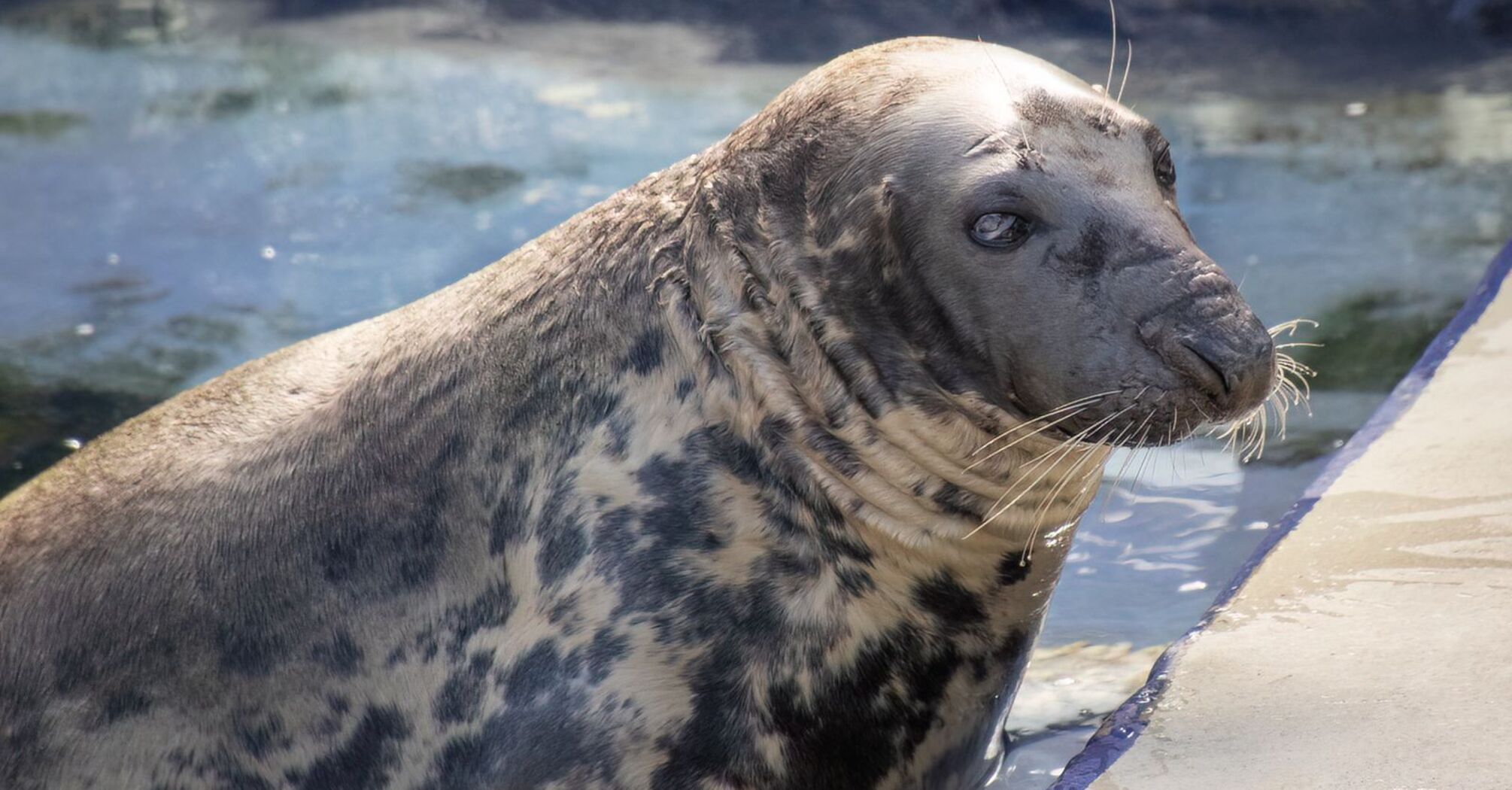 Stubborn Seal Celebrates 50th Birthday, Marking a Milestone