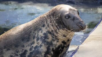 Stubborn Seal Celebrates 50th Birthday, Marking a Milestone