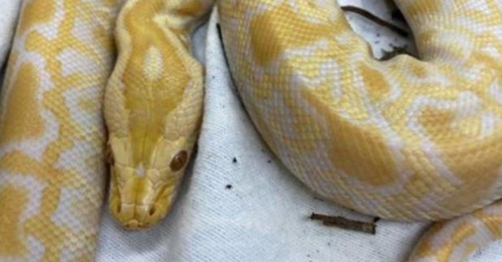 Animal Control Seeks Owner of Yellow Python Found in Brighton