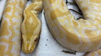 Animal Control Seeks Owner of Yellow Python Found in Brighton