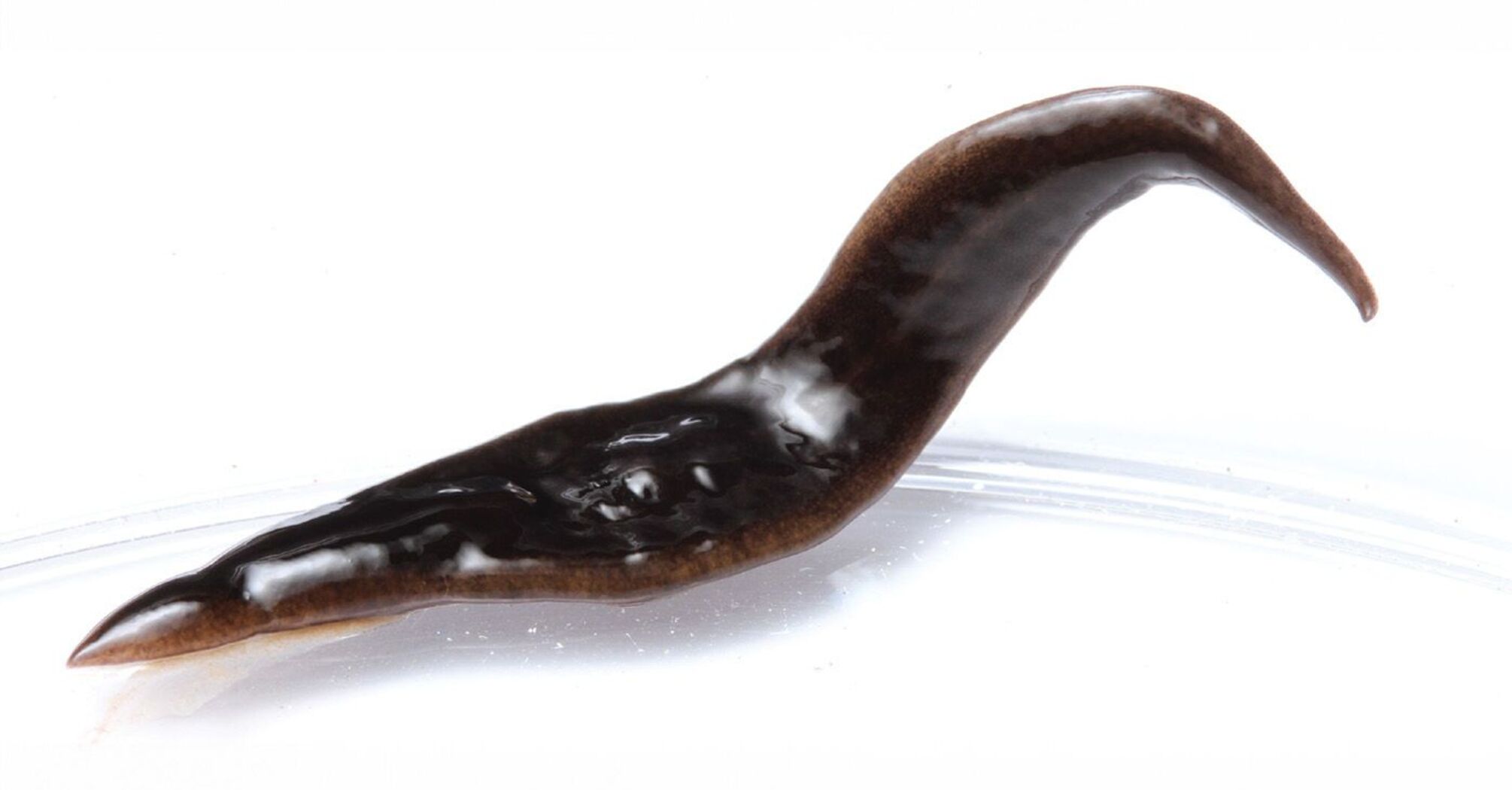 New Species of Flatworm Found in the United States