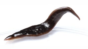 New Species of Flatworm Found in the United States