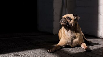 Will You Spot a Pug in This Picture in Just 13 Seconds?