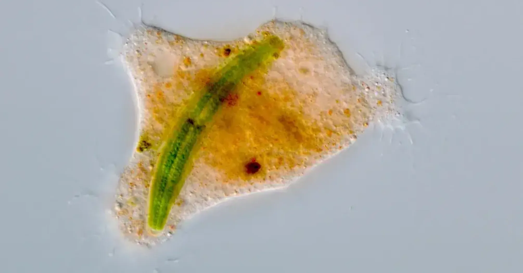 Unique Feeding Behavior of a New Amoeba