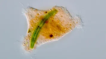 Unique Feeding Behavior of a New Amoeba