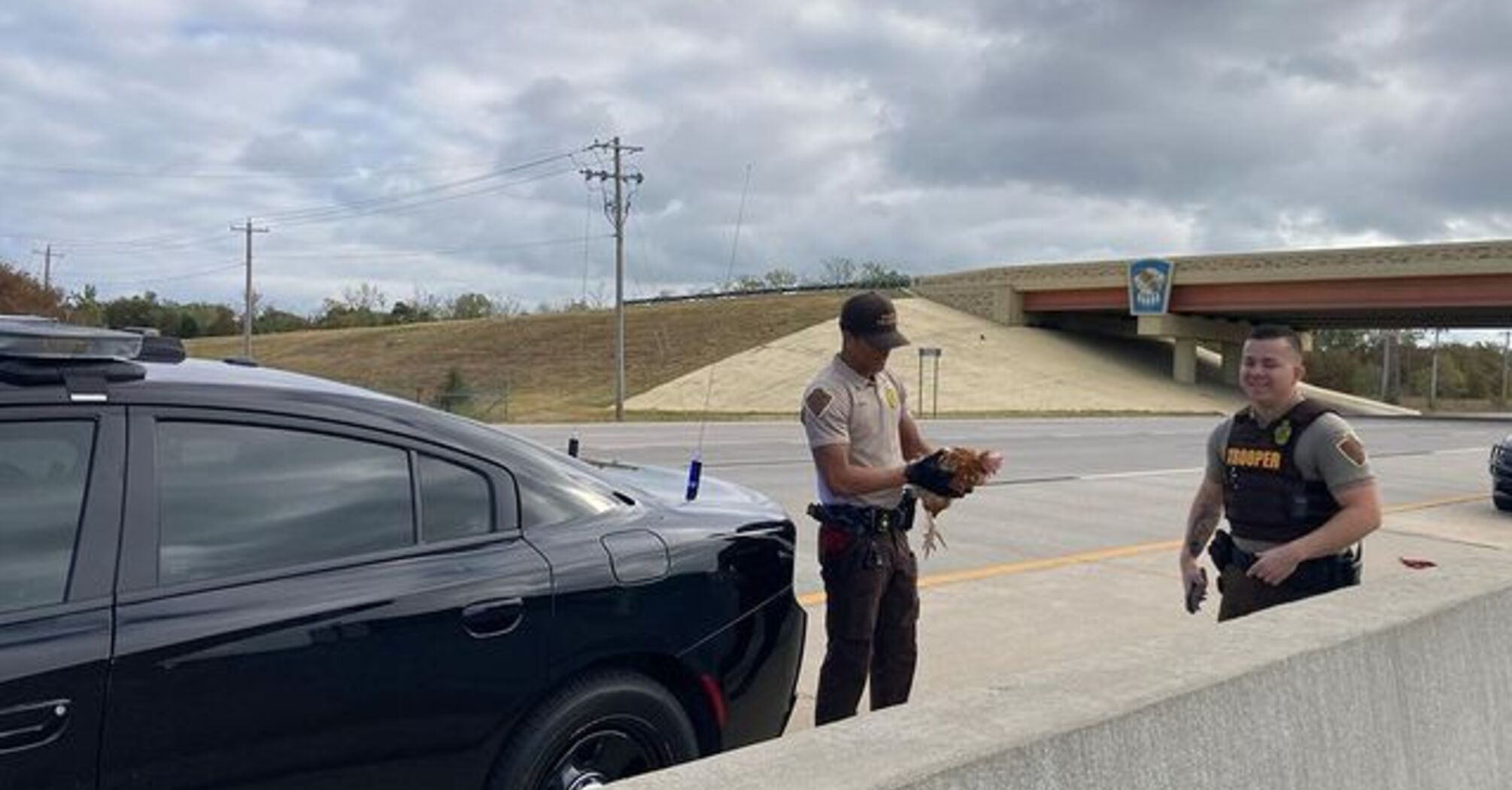 Chickens Rescued After Falling from Truck on Oklahoma Highway