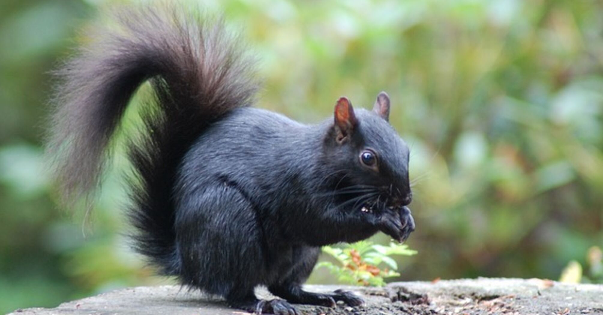 Meaning of black squirrel