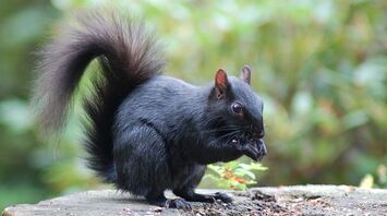 Meaning of black squirrel