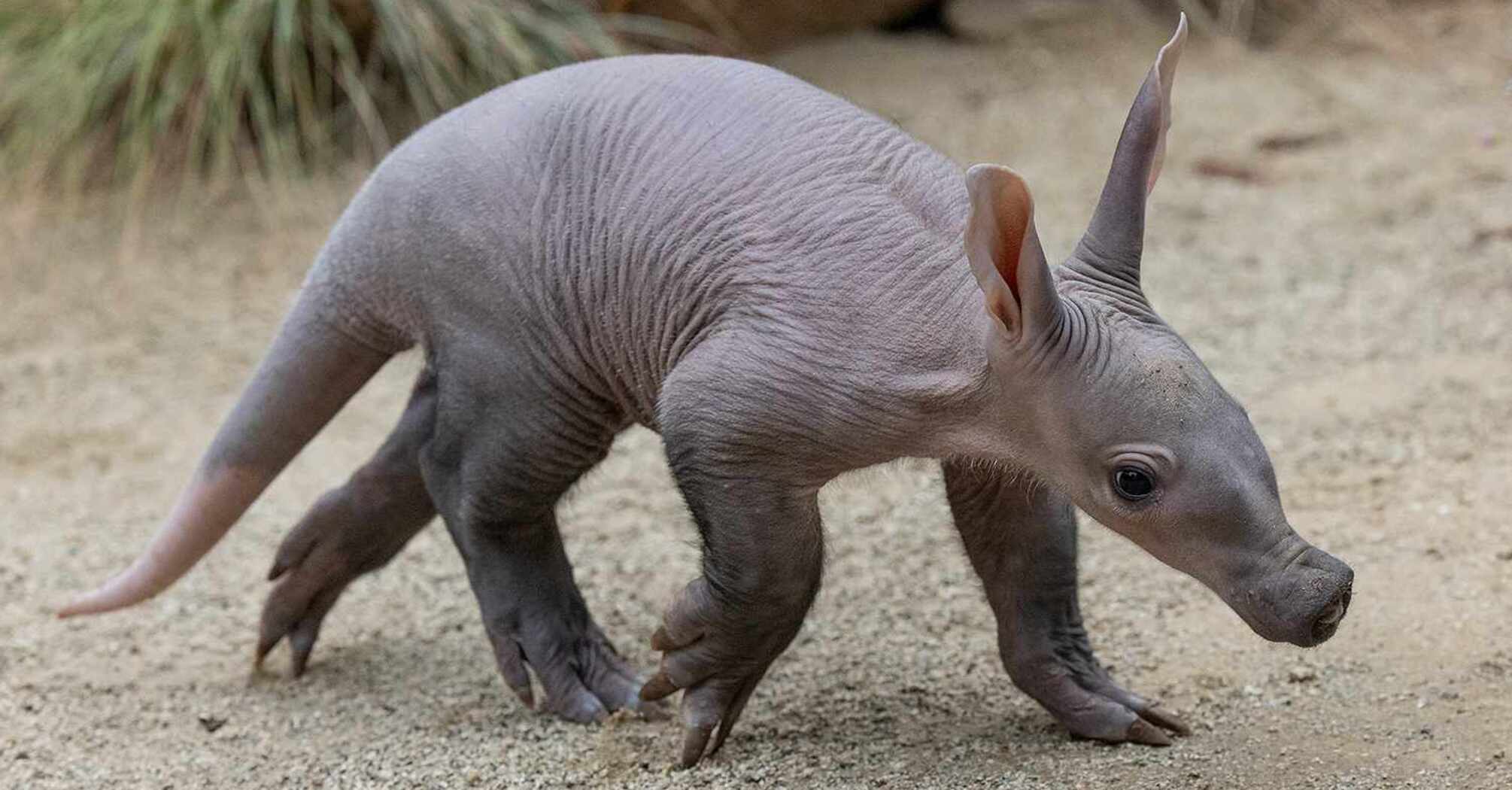 San Diego Zoo Celebrates First Aardvark Birth