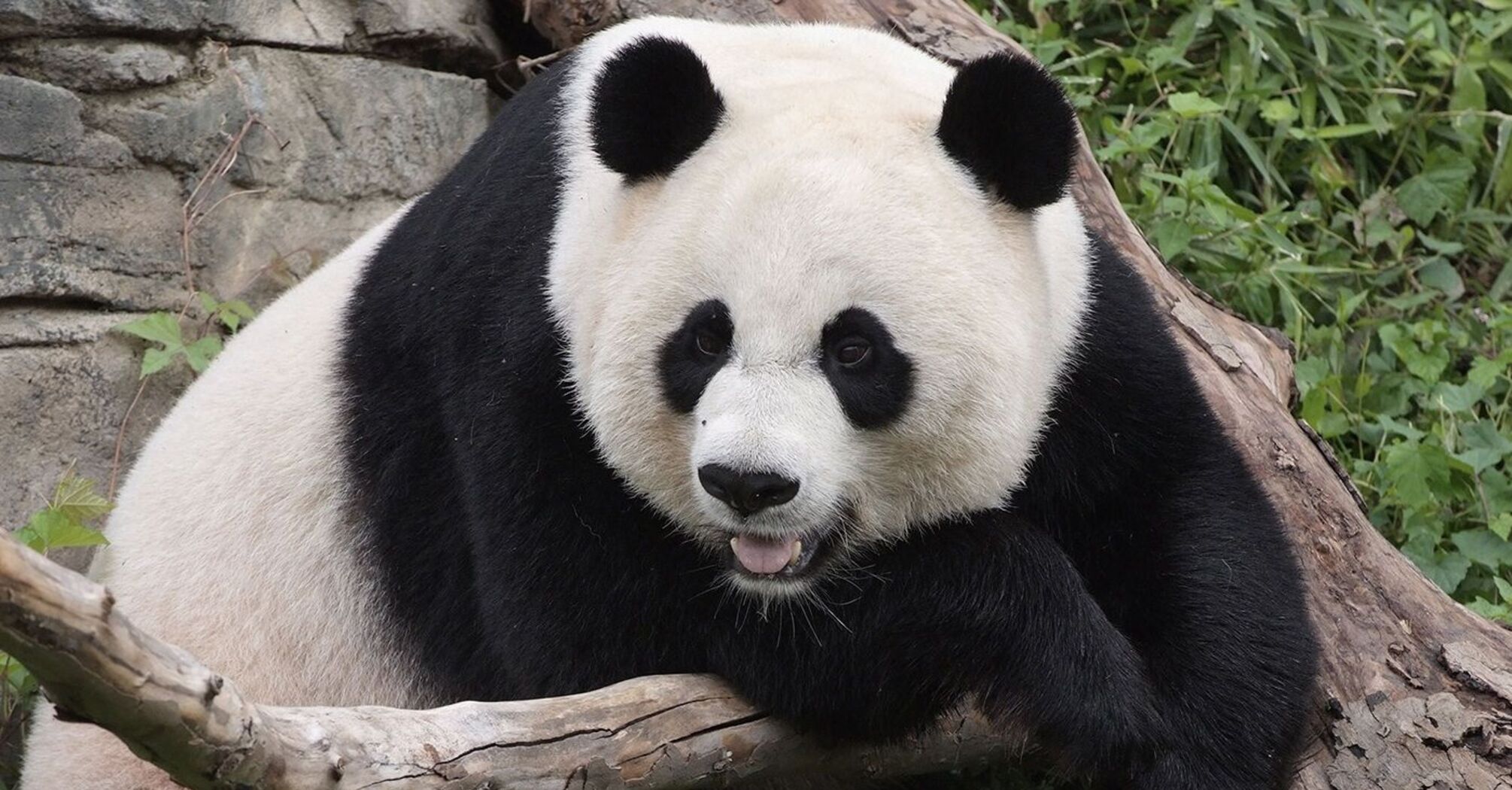 Scientists Transform Giant Panda Skin Cells into Stem Cells