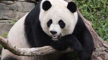 Scientists Transform Giant Panda Skin Cells into Stem Cells