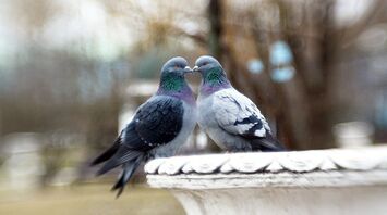 Meaning of meeting with two gray doves