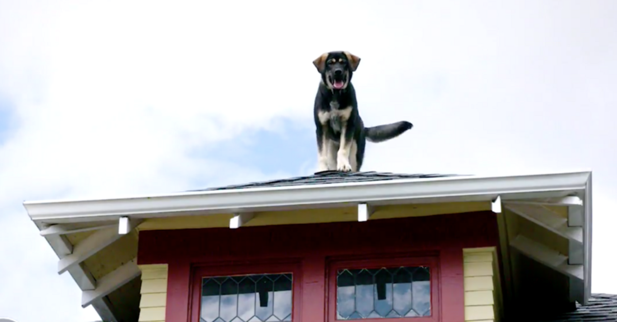 Dog Rescued from Roof in Massachusetts