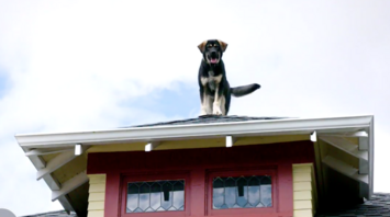 Dog Rescued from Roof in Massachusetts