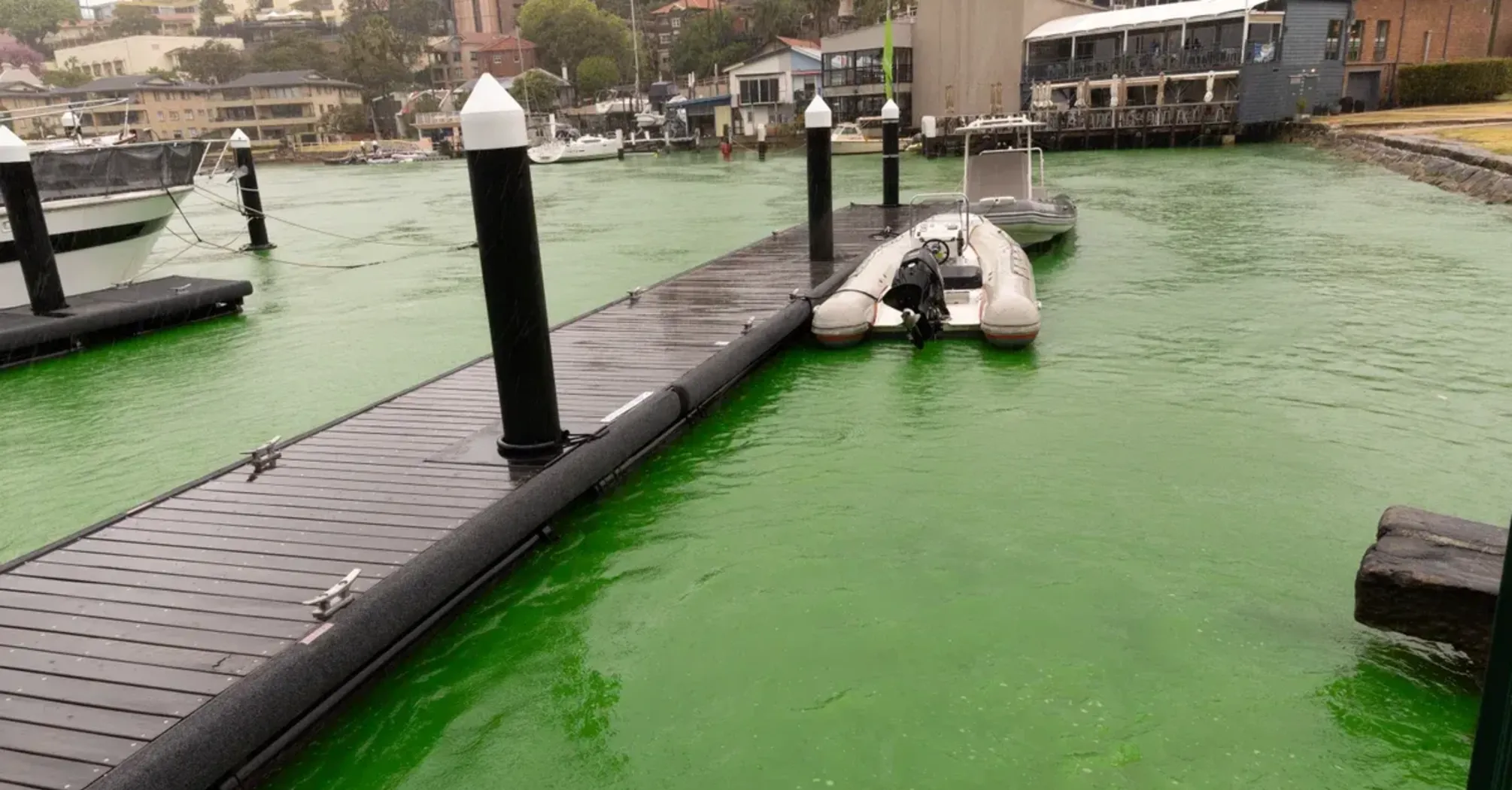 Mysterious Green Color in Sydney Harbor Deemed Harmless Dye