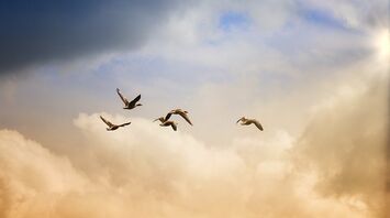 Meaning of birds flying in front of you
