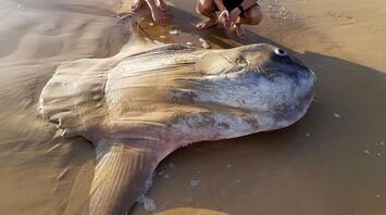 These Species Can Give Birth to a Record Number of Babies in One Go
