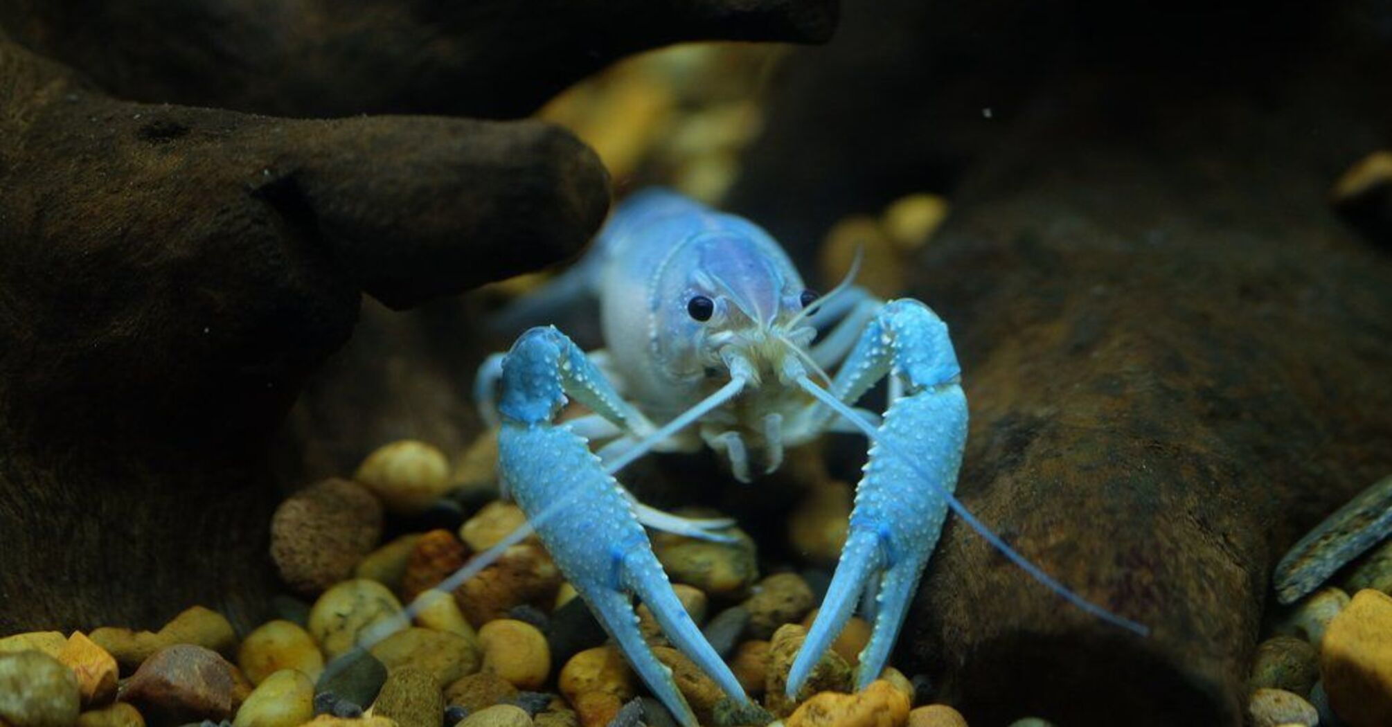 Aquarium Rescues Blue Lobster from Grocery Store