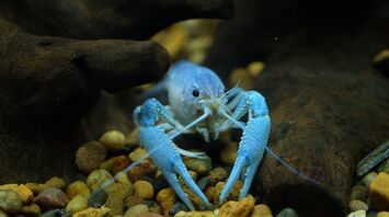 Aquarium Rescues Blue Lobster from Grocery Store