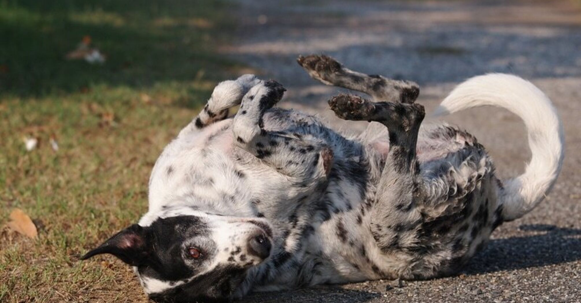 The Reasons Behind Dogs' Obsession with Rolling in Poop 