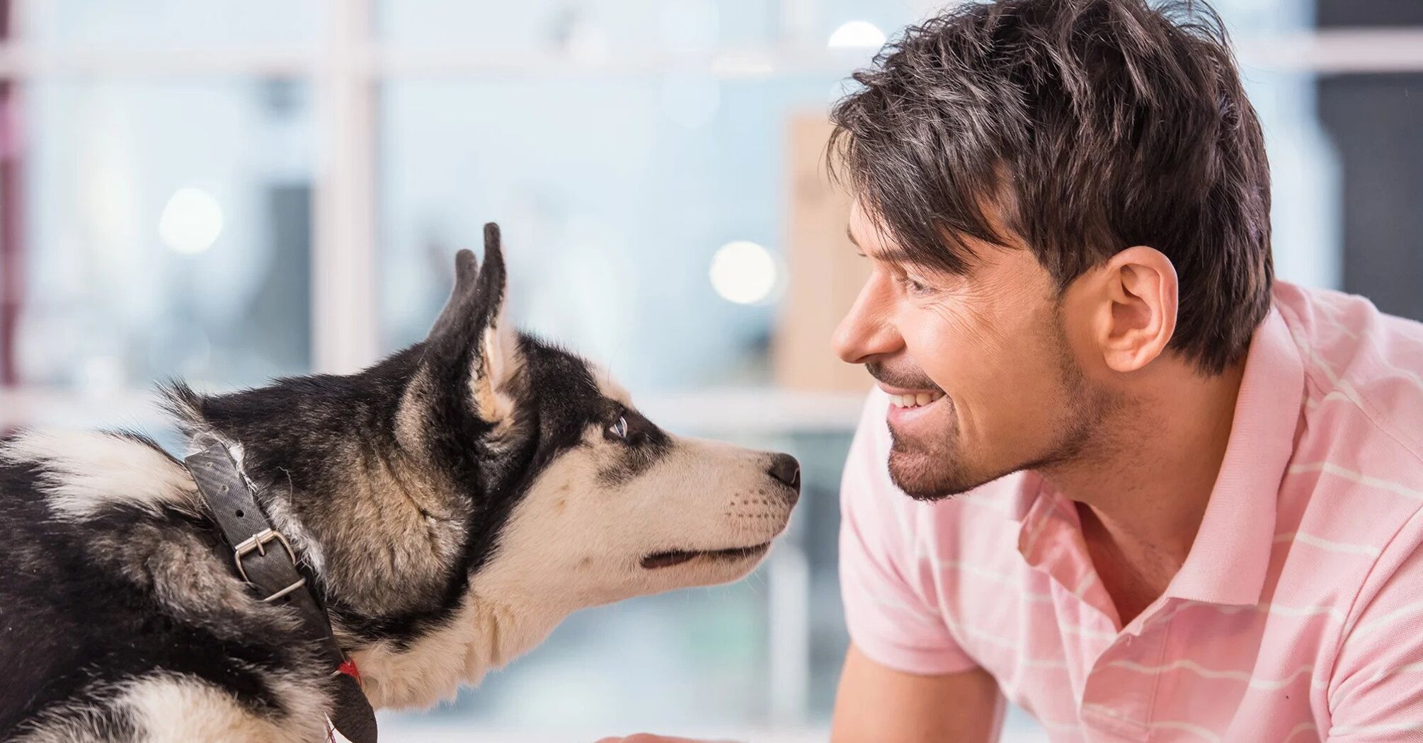 Waiting for a Signal: Why Dogs Stare Intently at Us