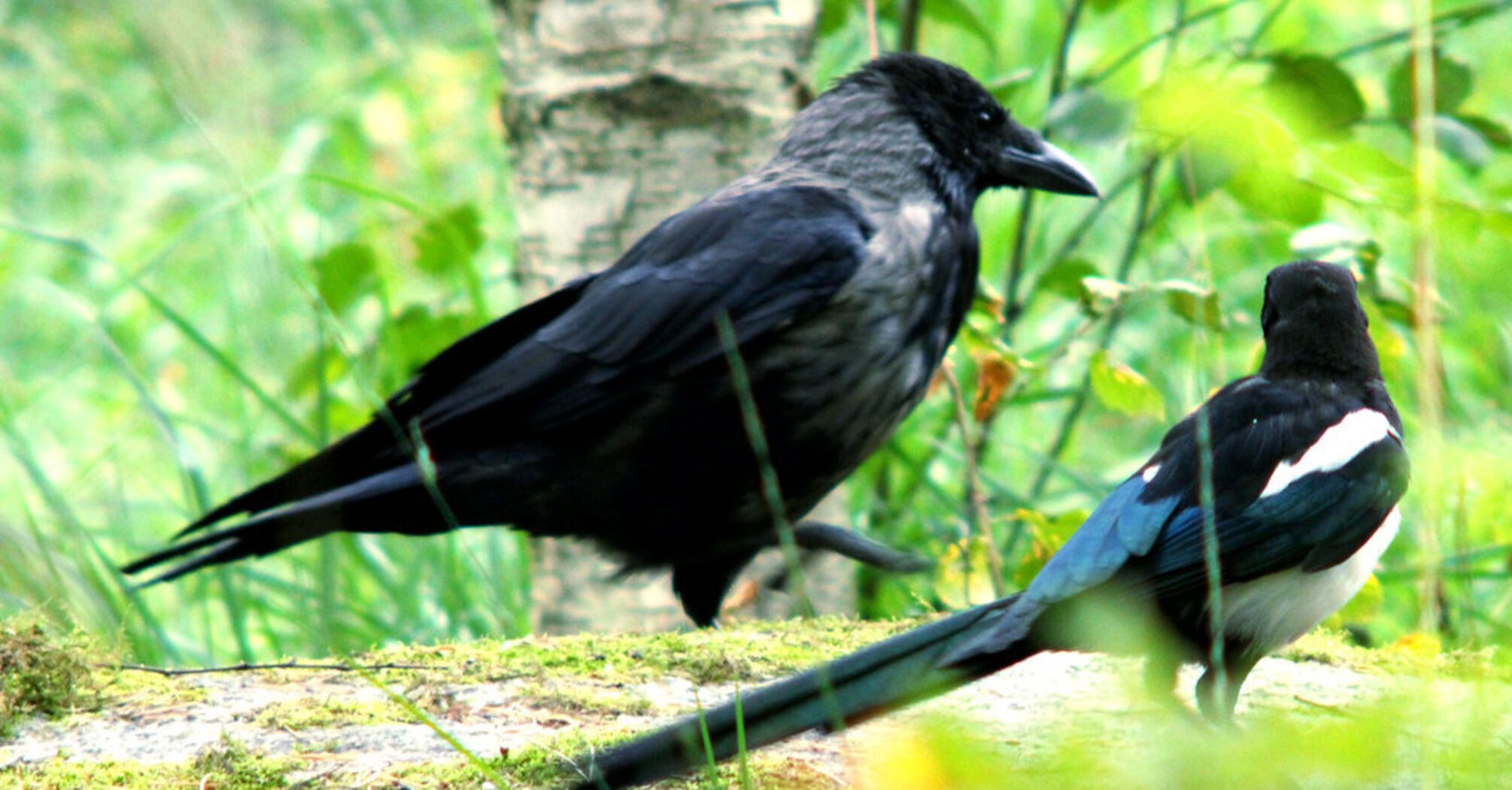 Crows and Magpies Utilize Anti-Bird Spikes for Nest Building