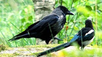 Crows and Magpies Utilize Anti-Bird Spikes for Nest Building