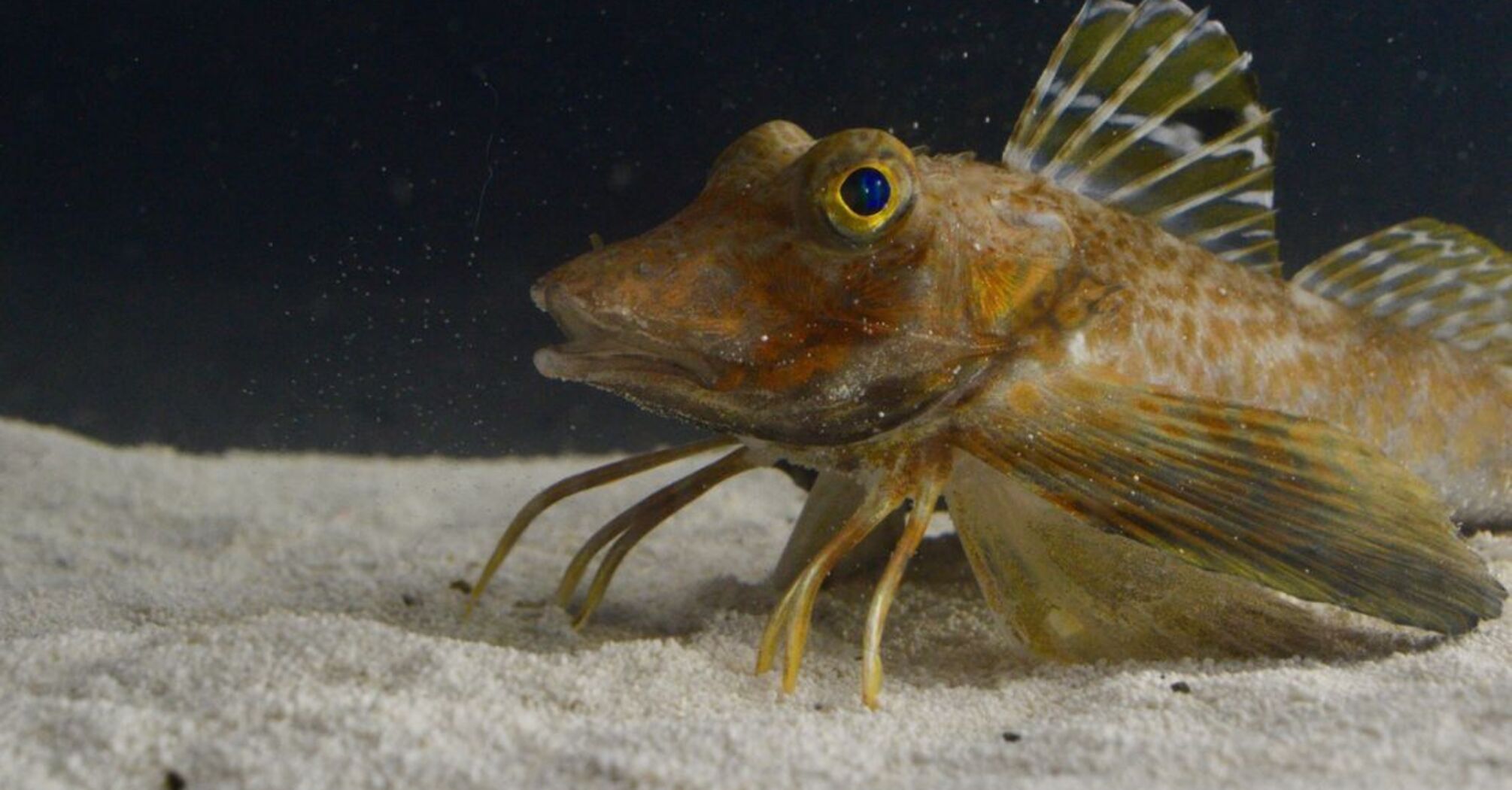 Sea Robins Use "Legs" to Taste and Find Prey