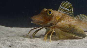Sea Robins Use "Legs" to Taste and Find Prey