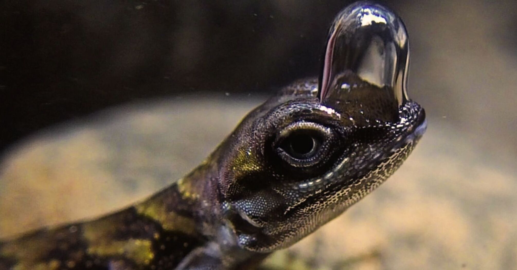 Lizards Utilize Nostril Bubbles for Underwater Breathing to Evade Predators, Researchers Discover