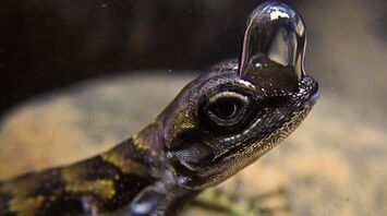 Lizards Utilize Nostril Bubbles for Underwater Breathing to Evade Predators, Researchers Discover