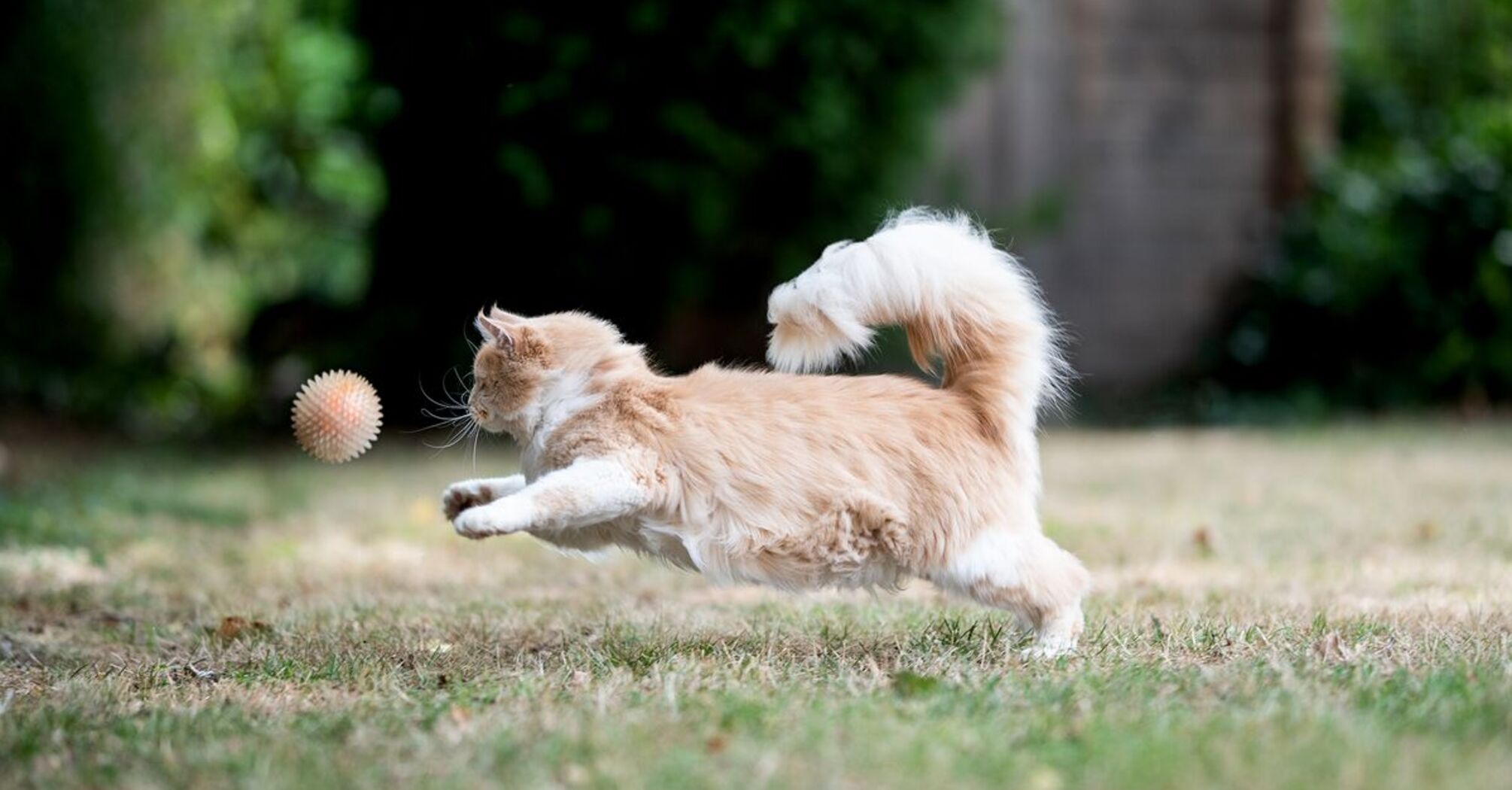 Over 40% of Pet Cats Play Fetch — Researchers Unsure Why