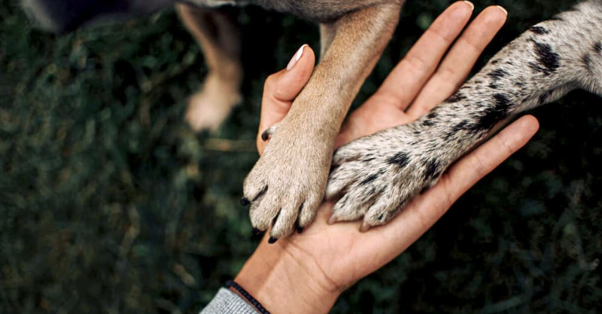 Why Your Dog's Paws Smell Like Corn Chips