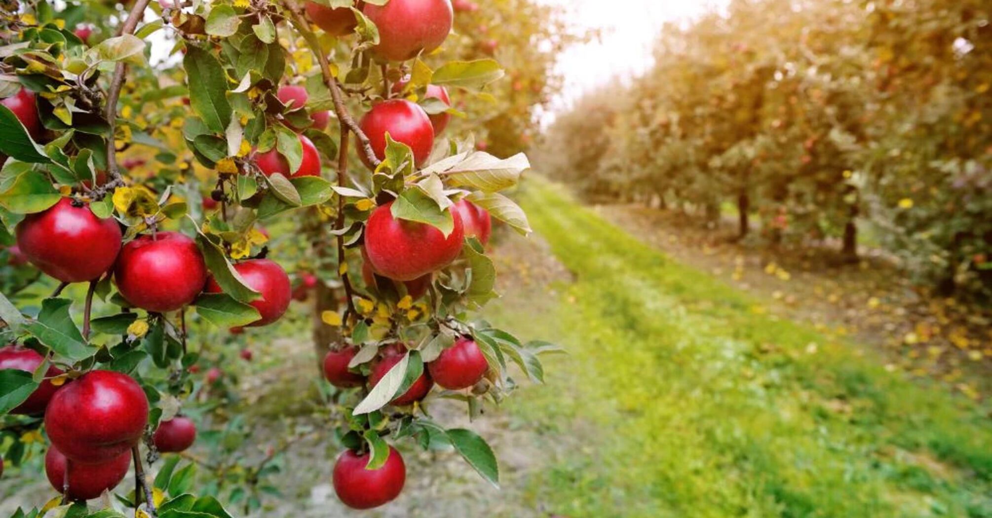 Changes in CO2 Exchange and Influential Factors in an Apple Orchard Over Time