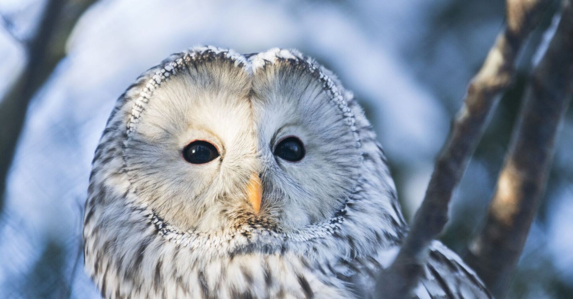 11 Spiritual Meanings of an Owl Crossing Your Path