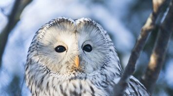11 Spiritual Meanings of an Owl Crossing Your Path