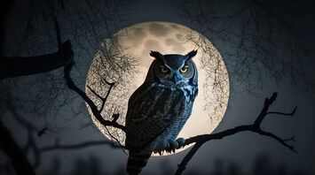 Owl In Dream