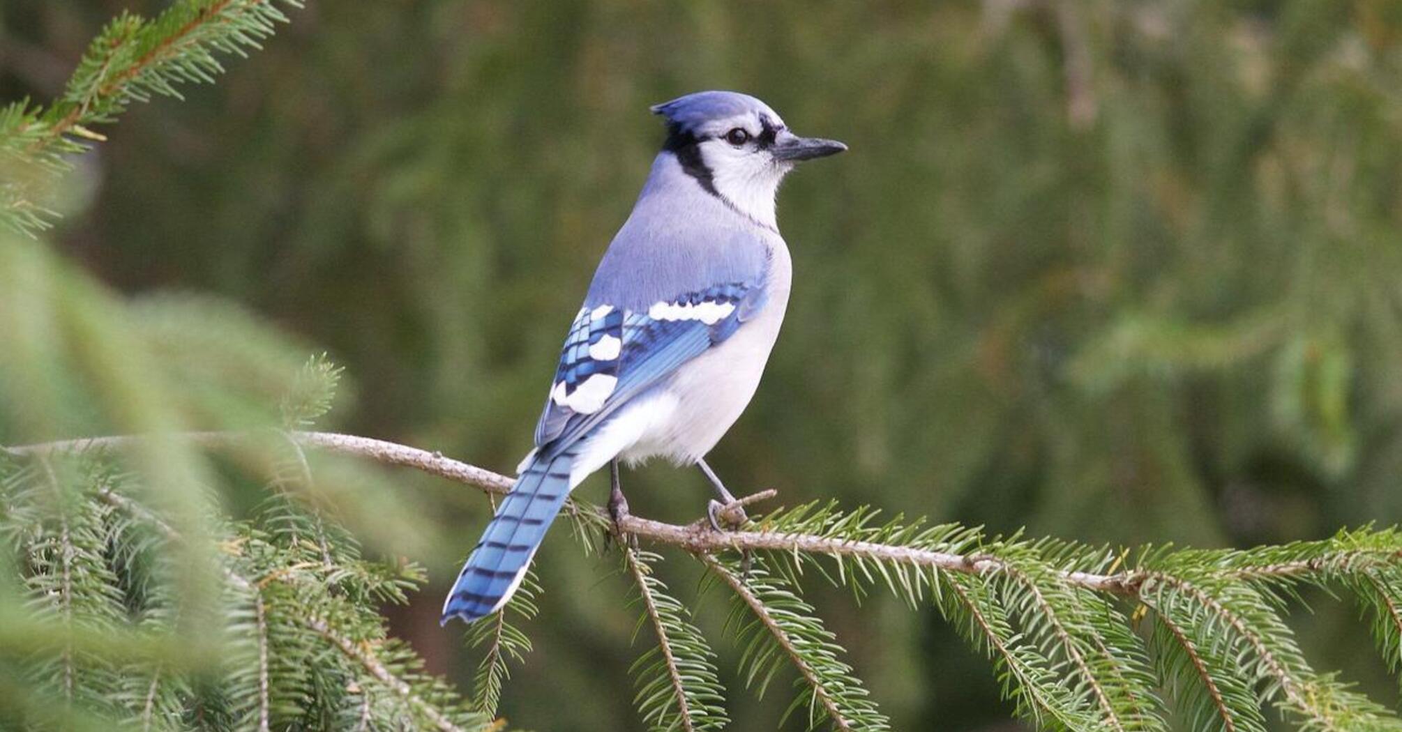 Blue Jay Spirit Animal: Symbolism and Significance