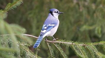 Blue Jay Spirit Animal: Symbolism and Significance