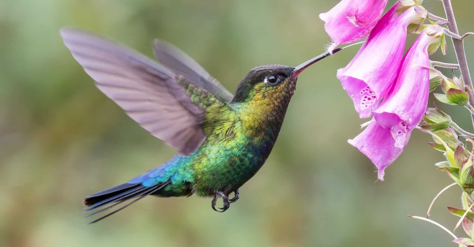 Hummingbird Spirit Animal: What Does a Hummingbird Symbolize?