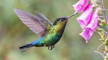 Hummingbird Spirit Animal: What Does a Hummingbird Symbolize?