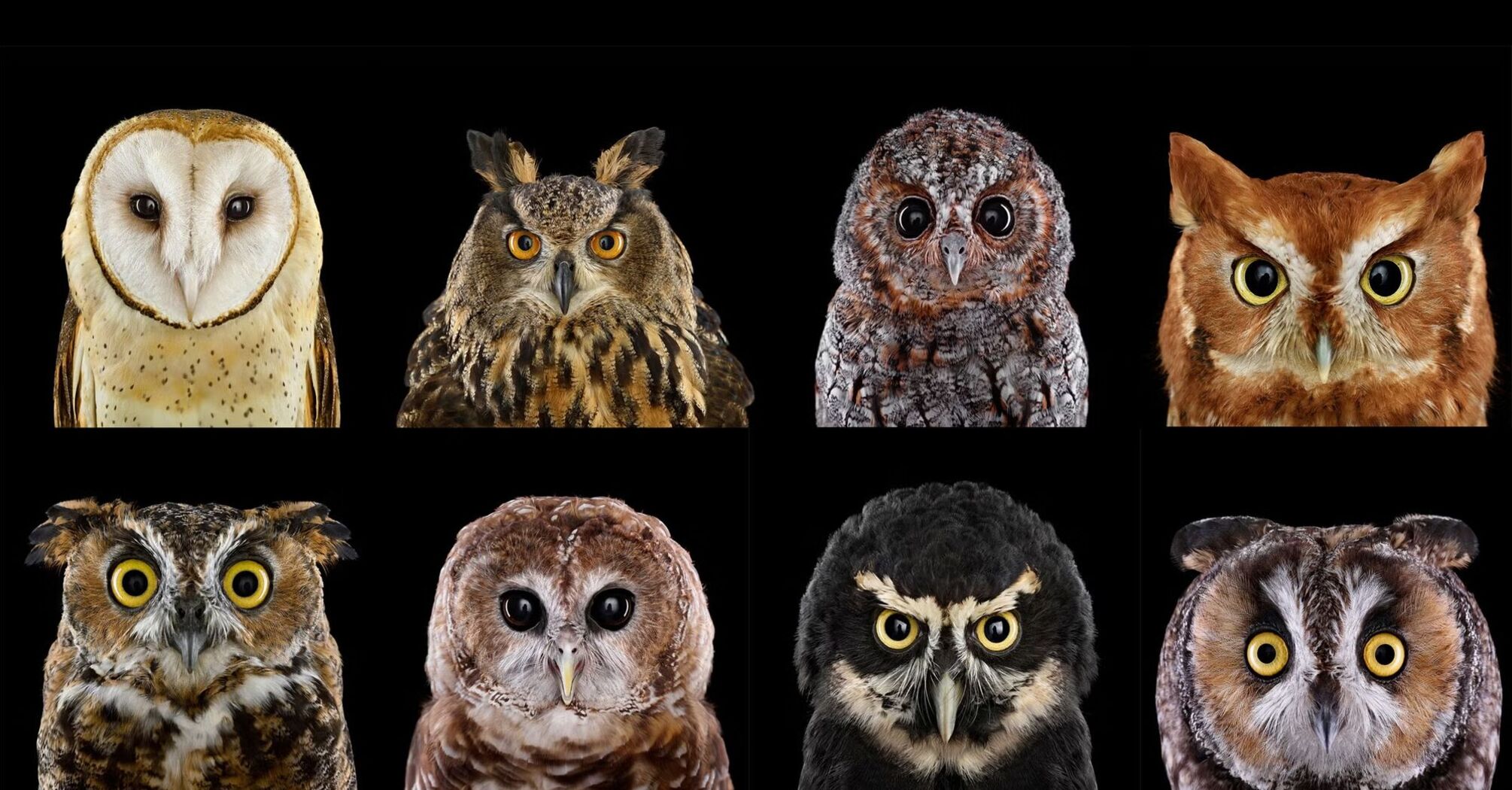 Owl Spirit Animal: What Does an Owl Symbolize?