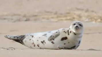 Seal Dream Meanings and Spiritual Significance