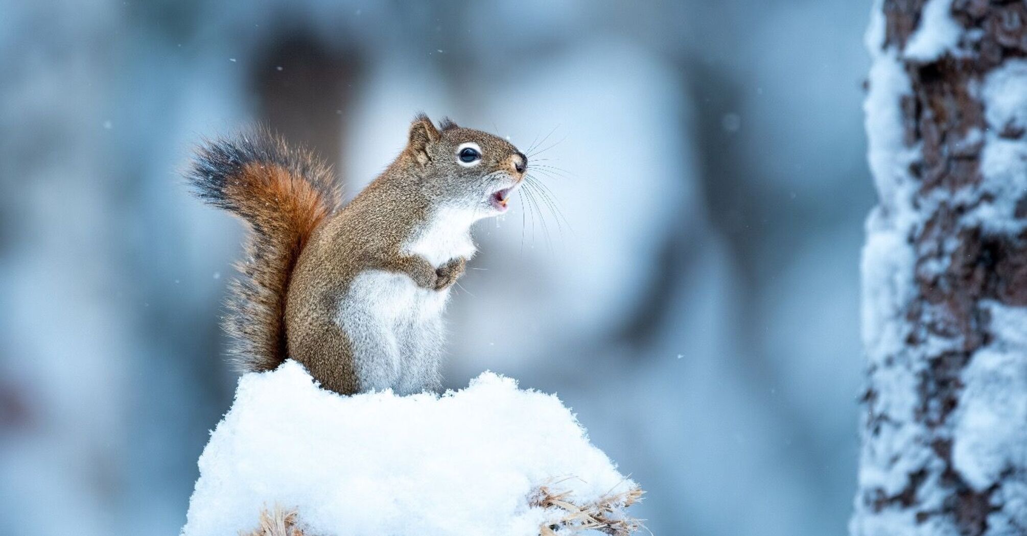 Discovering the Symbolism of Squirrel as Spirit Animal